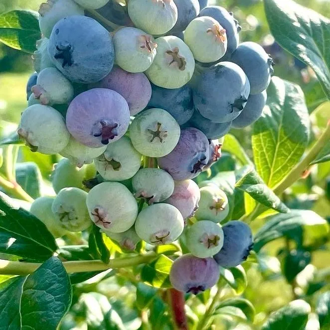 Highbush blueberries basking in the summer sun. The group of blueberries ranges from green blueberies to blue blueberries. Photo is from Maine pick-your-own blueberries at Estes Farm Portland Maine