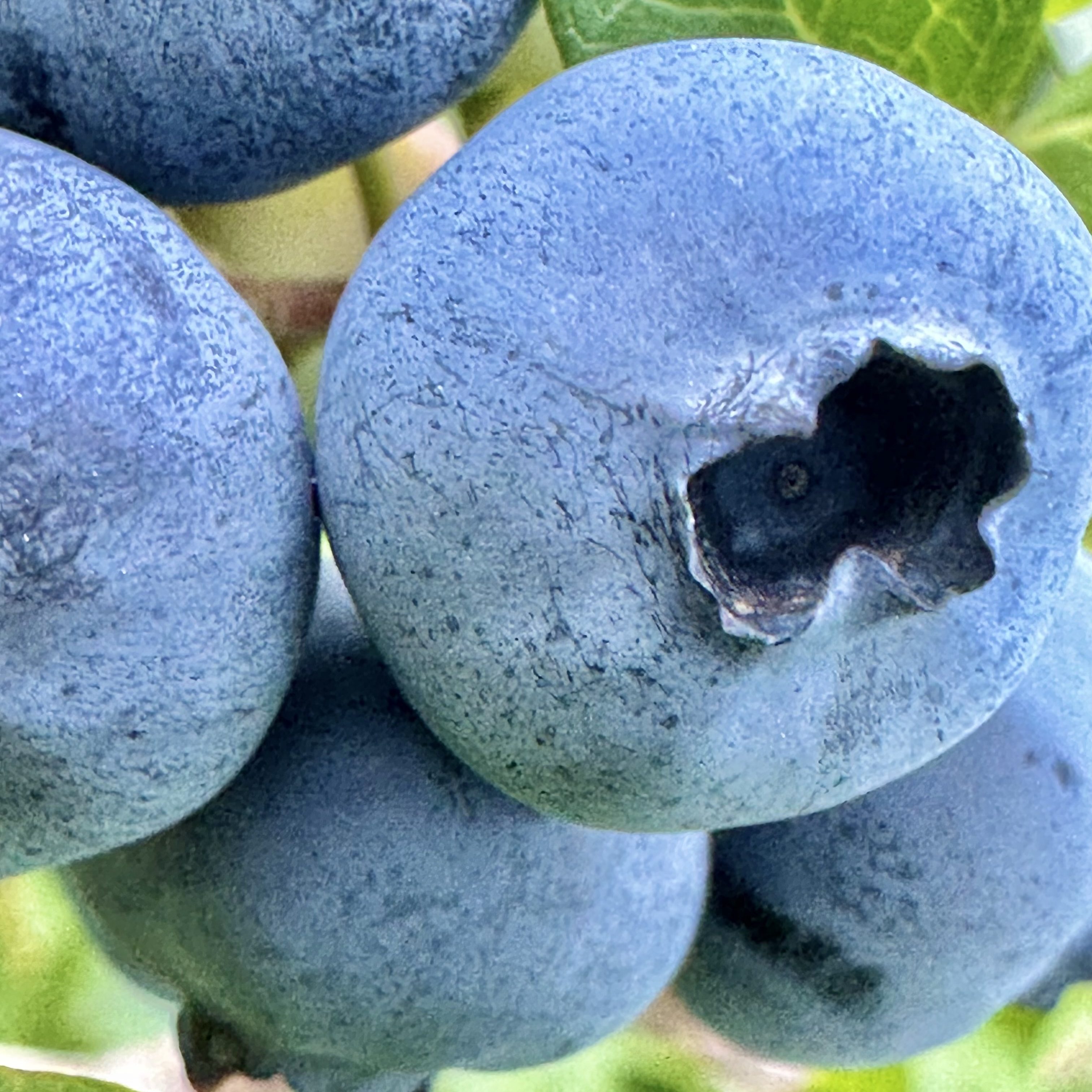 Gigantic Maine blueberry from bluberry picking in southern Maine at Estes Berry Farm